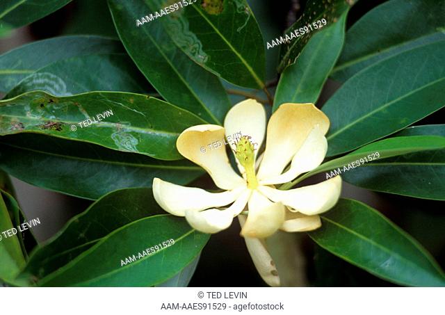 Sweetbay, (Magnolia virginiana), Everglades NP/FL, Florida
