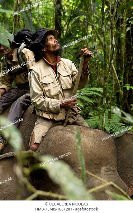 Indonesia, Sumatra, Aceh province, Mane, patrol rangers elephant of Sumatra, Elephas maximus sumatranus Conservation Response Unit (CRU)