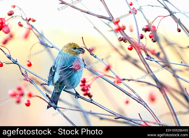 Pine grosbeak, Pinicola enucleator, female bird feeding on red berries. This bird is a permanent resident through most of its range
