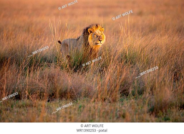 African lion, Duba Plains, Botswana