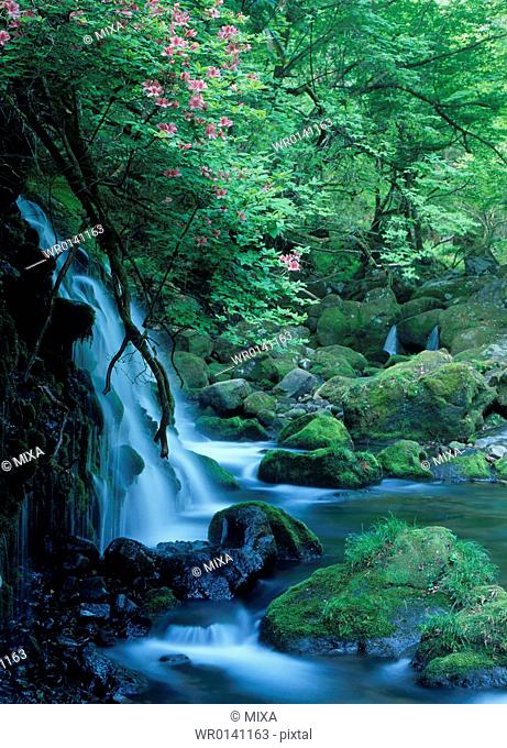 Azalea and Mountain Stream, Akita, Japan