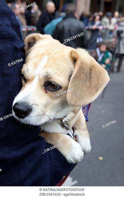 A woman carries her pet dog at the French National Front party's traditional May Day rally in Paris, France, 01 May 2013, Europe