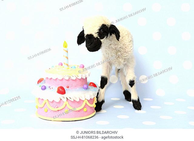 Valais Blacknose Sheep. Lamb (10 days old) standing next to a birthday cake. Studio picture against a light-blue background with polka dots. Germany