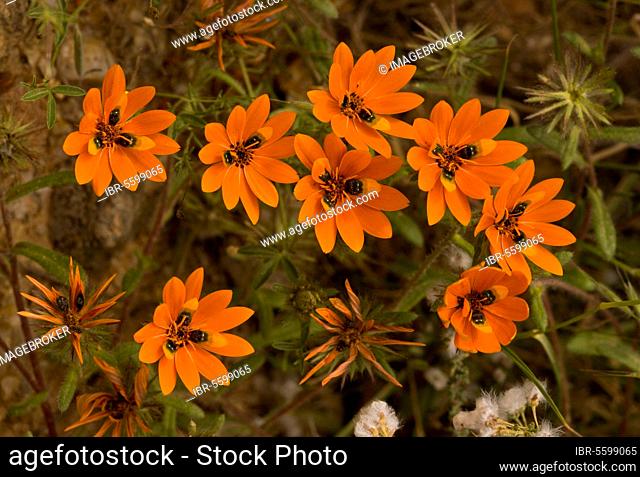 Flowering beetle daisy (Gorteria diffusa), false 'beetles' on petals to attract pollinators, Namaqua Desert, Namaqualand, South Africa, Africa
