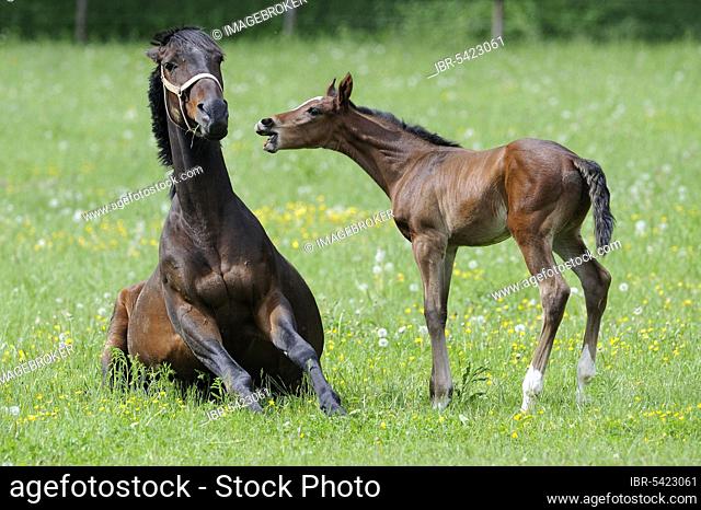 English thoroughbred, mare with foal
