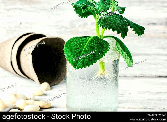 Seedling of plant takes root in glass jar with water