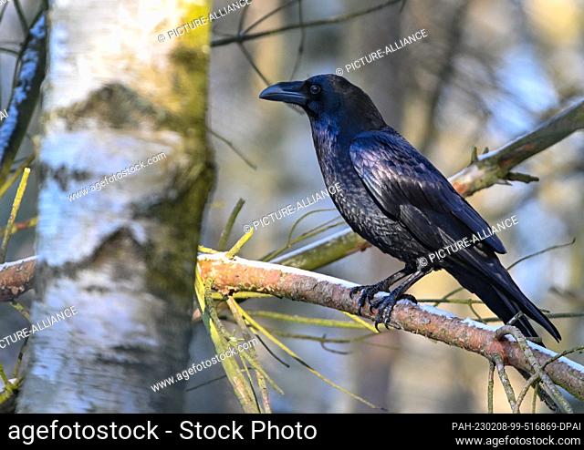 07 February 2023, Brandenburg, Groß Schönebeck: A common raven (Corvus corax) is seen perched on a branch in a forest in Schorfheide Wildlife Park