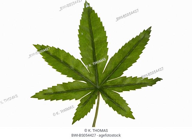 Indian hemp, marijuana, mary jane (Cannabis sativa), leaf