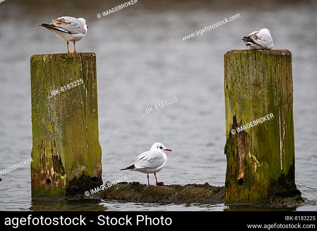 Three laughing gulls, Lake Ümmingen, Bochum, North Rhine-Westphalia, Germany, Europe