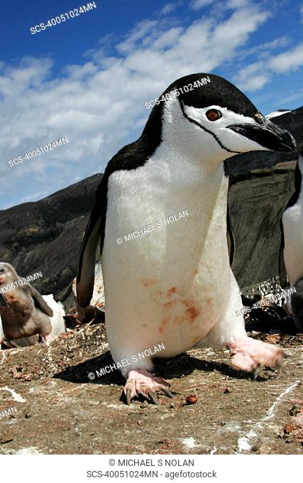 Curious adult chinstrap penguin Pygoscelis antarctica inspects the camera on Deception Island, Antarctica