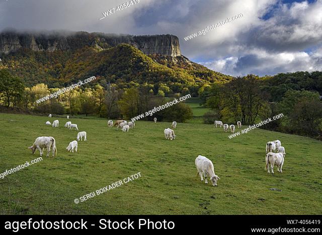 Meadows, cows and Cingles d'Aiats cliffs seen from near Cantonigròs (Collsacabra, Catalonia, Spain)
