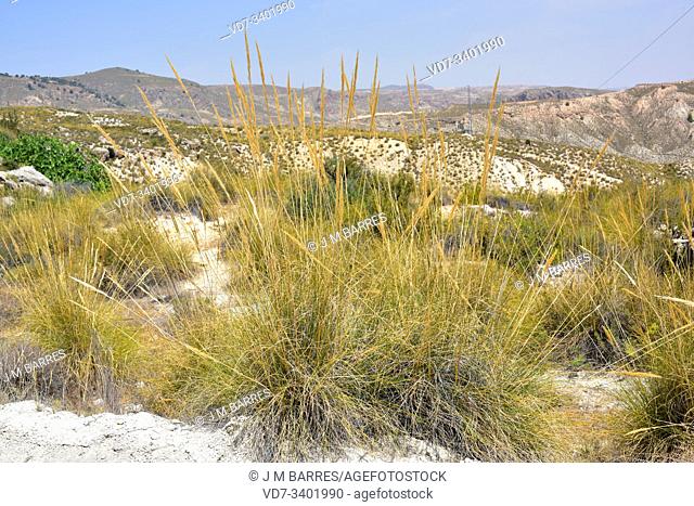 Esparto or esparto grass (Stipa tenacissima) is a perennial herb endemic to western Mediterranean (northern Africa and southern Iberian Peninsula)