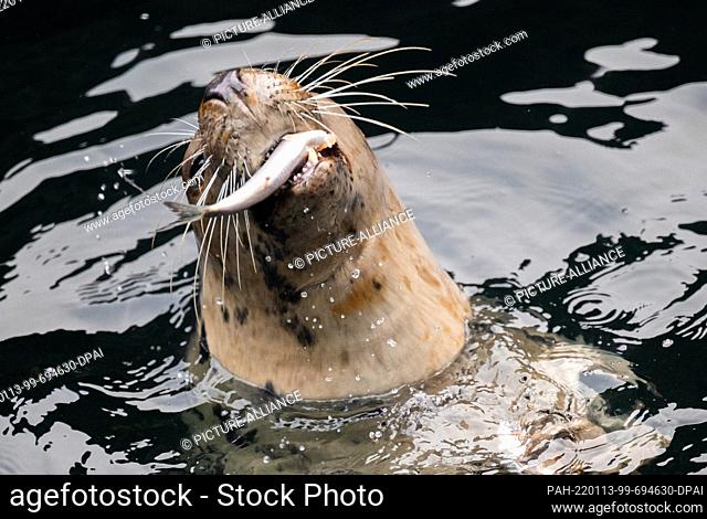 13 January 2022, Lower Saxony, Hanover: A sea lion snatches a fish during feeding at Hannover Adventure Zoo. During the annual inventory