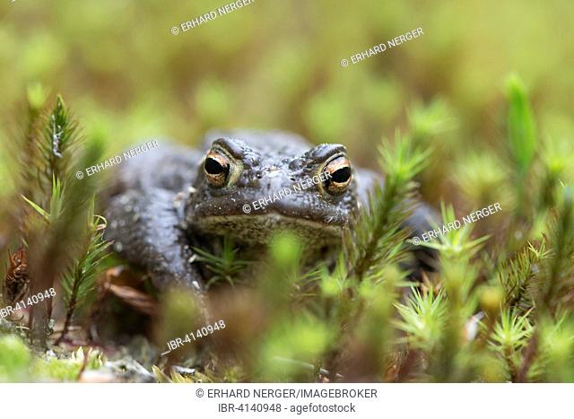 Common Toad (Bufo bufo) in moss, Emsland, Lower Saxony, Germany