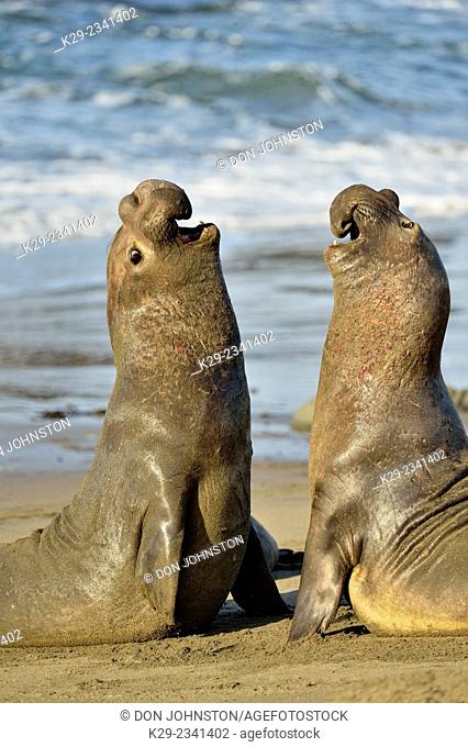 Northern elephant seal (Mirounga angustirostris) Males engaged in breeding territory fight at breeding rookery , San Simeon, Piedras Blancas Rookery, California