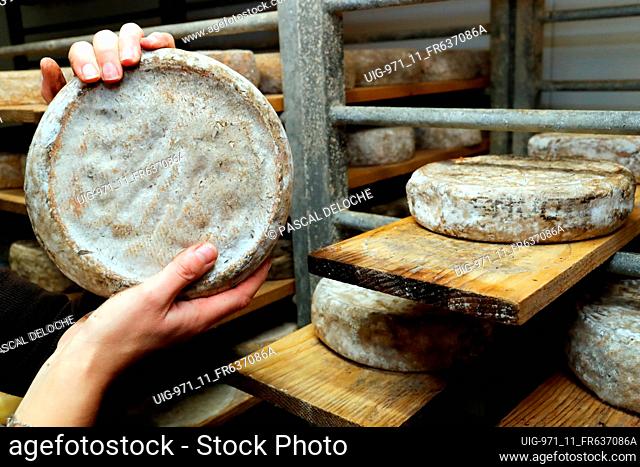 Tradional cheese maker. Tomme.  Saint Gervais les Bains. France