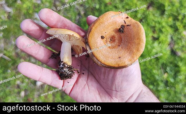 Saffron milk caps or lactarius deliciosus. Mushrooms placed over palm hand