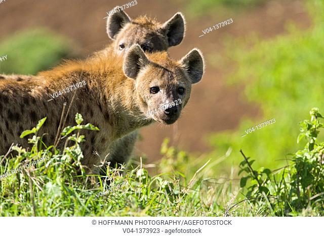 Two spotted hyenas (Crocuta crocuta) looking for food in the Ngorongoro Crater, Tanzania, Africa