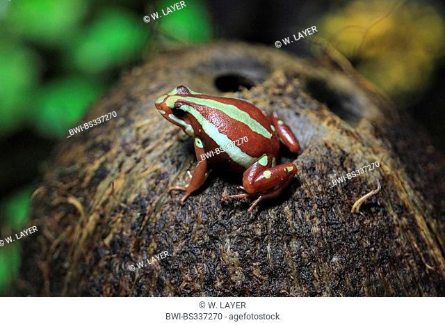 phantasmal poison frog (Epipedobates tricolor), on mossy stone