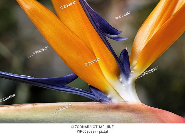 Strelitzia reginae, Crane flower, Bird of paradise