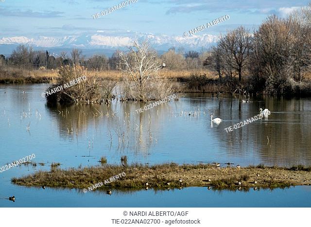 Italy, Friuli, Isonzo Estuary Regional Park, Isola della Cona Bird Sanctuary