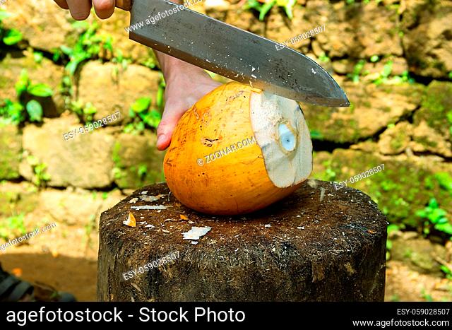 The coconut is cut with a large cleaver after the coconut milk is drunk. Eating coconut pulp (copra)