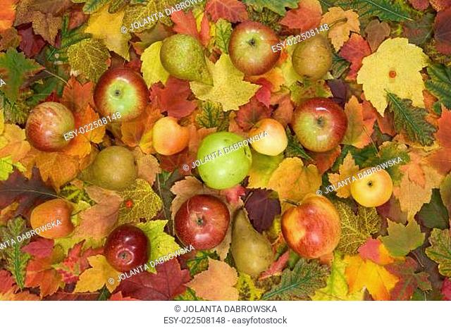 autumn leaf and fruit