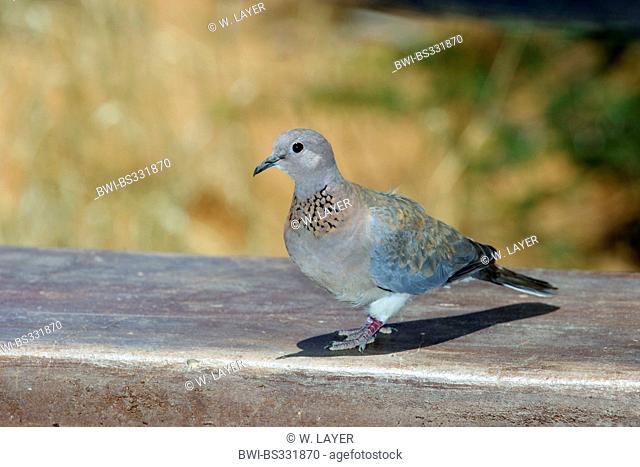laughing dove (Streptopelia senegalensis), sitting on a cordon, South Africa, Kgalagadi Transfrontier National Park