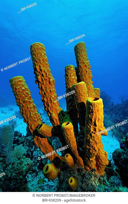 Large, branched Aplysina fistularis Sponge (Aplysina fistularis) in front of a coral reef and blue water, Turneffe Atoll, Belize, Central America, Caribbean
