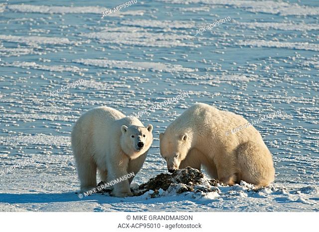 Polar bears Ursus maritimus eating seaweed on frozen tundra, Churchill, Manitoba, Canada