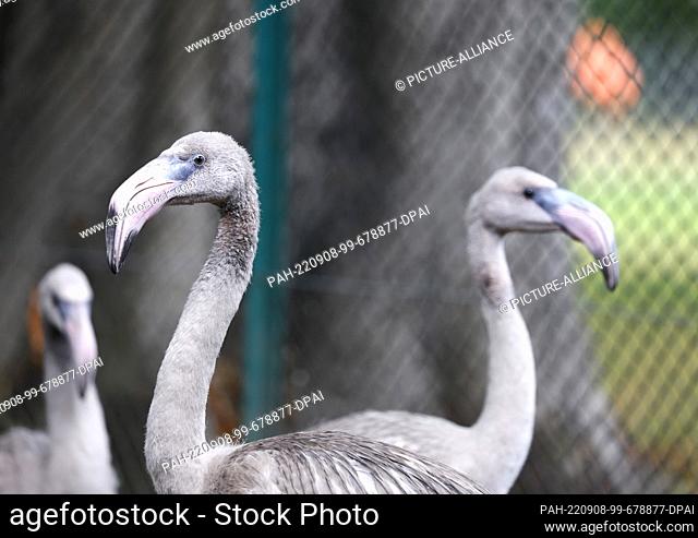 08 September 2022, North Rhine-Westphalia, Cologne: A few weeks ago, eight young Cuba flamingos hatched at Cologne Zoo. The chicks are five females and three...