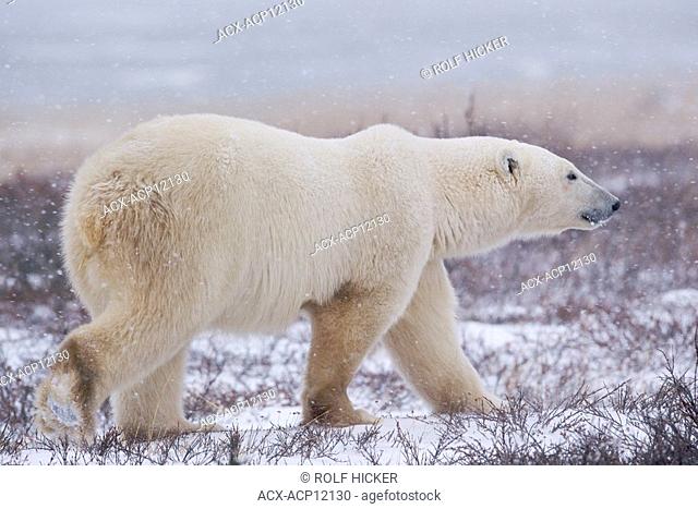 Polar Bear, Ursus maritimus, walking on the tundra near the shores of Hudson Bay, Churchill, Manitoba, Canada