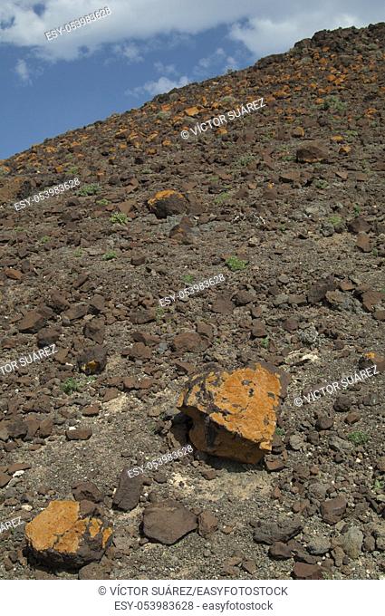 Lichens covering the rocks. Jandia. Fuerteventura. Canary Islands. Spain