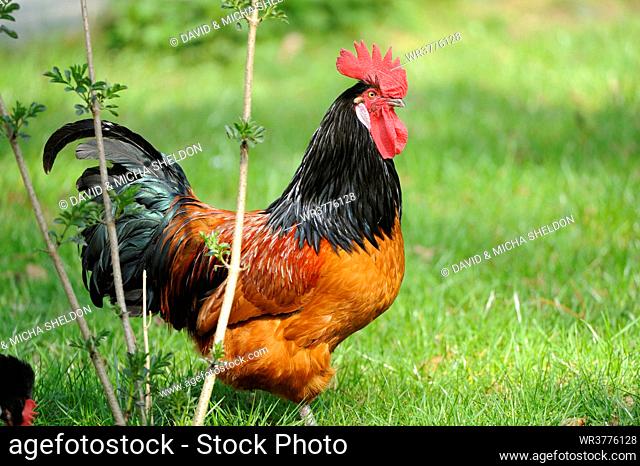 Rooster in meadow