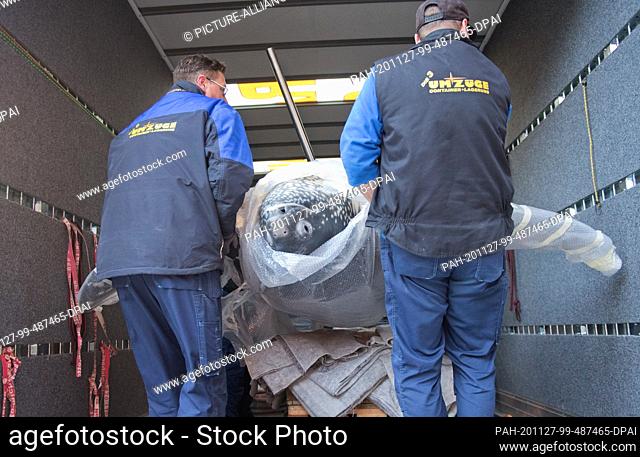 27 November 2020, Mecklenburg-Western Pomerania, Stralsund: Employees of a moving company load the preparation of a leatherback turtle named Marlene in the yard...