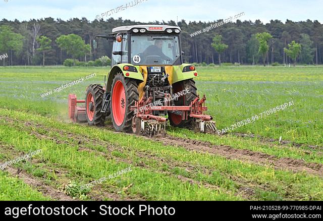 27 May 2021, Brandenburg, Krügersdorf: An employee of Oegelner Fließ Dienstleistungs GmbH & Co. KG works the soil on a new forest area where small trees are...