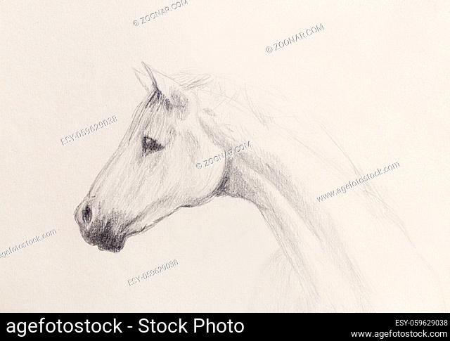 Draw pencil horse on old paper, vintage paper and old structure