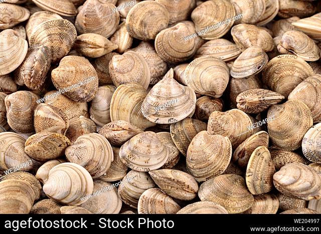 Fresh raw clams one of the main ingredients of the Mediterranean cuisine