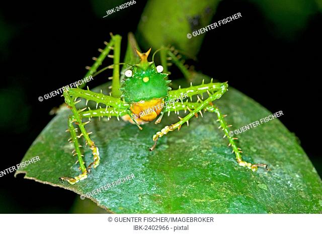 Spiny Devil Bush cricket (Panacanthus cuspidatus), Tiputini rain forest, Yasuni National Park, Ecuador