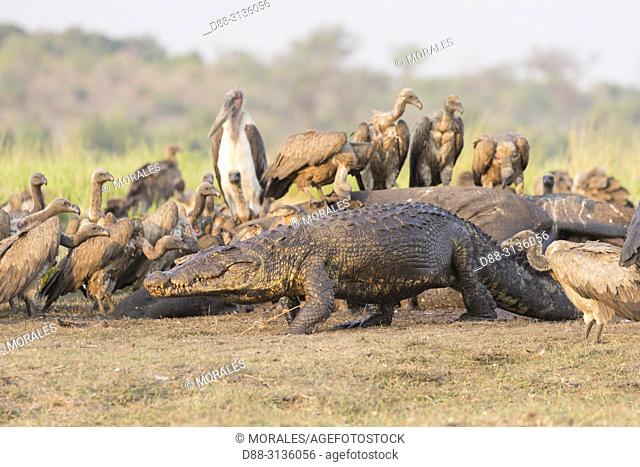 Africa, Southern Africa, Bostwana, Chobe i National Park, Chobe river, Nile Crocodile (Crocodylus niloticus) comes to eat as well as African vultures (Gyps...