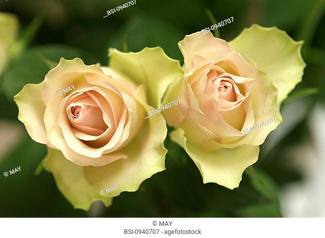 ROSE Roses, variety Pierre de Ronsard