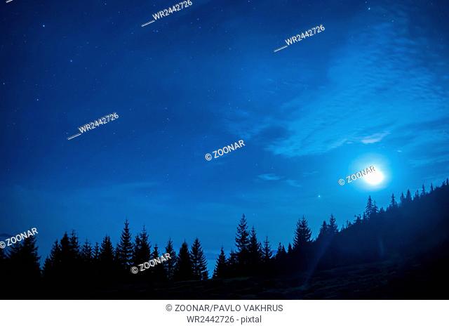 Forest of pine trees under moon and blue dark night sky