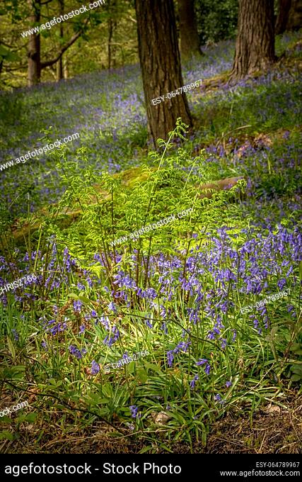 Bluebells (Hyacinthoides non-scripta) Hardcastle Crags is a wooded Pennine valley in West Yorkshire, England