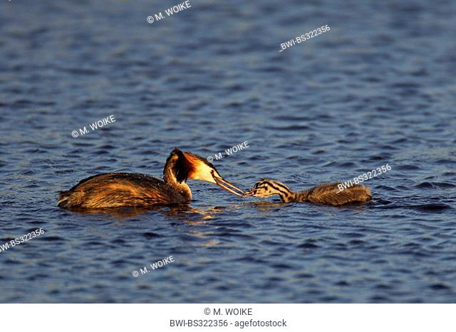 great crested grebe (Podiceps cristatus), adult grebe feeds juvenile, Netherlands, Texel