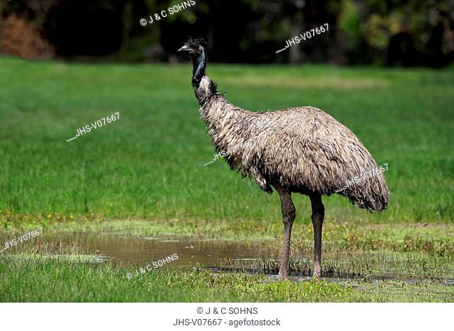 Emu, (Dromaius novaehollandiae), adult at water, South Australia, Australia