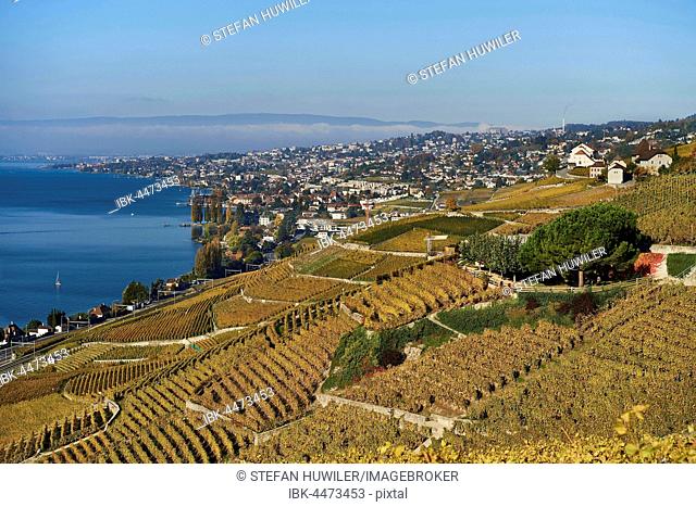 Vineyards in autumn, Lausanne at back, Lavaux, Lake Geneva, Canton of Vaud, Switzerland