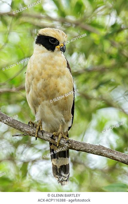 Laughing Falcon (herpetotheres cachinnans) perched on a branch in the grasslands of Guyana