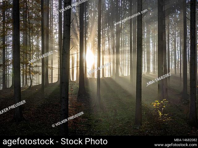 Sulovske skaly (Sulov Rocks), forest, trees, sun rays through morning mist in Slovakia