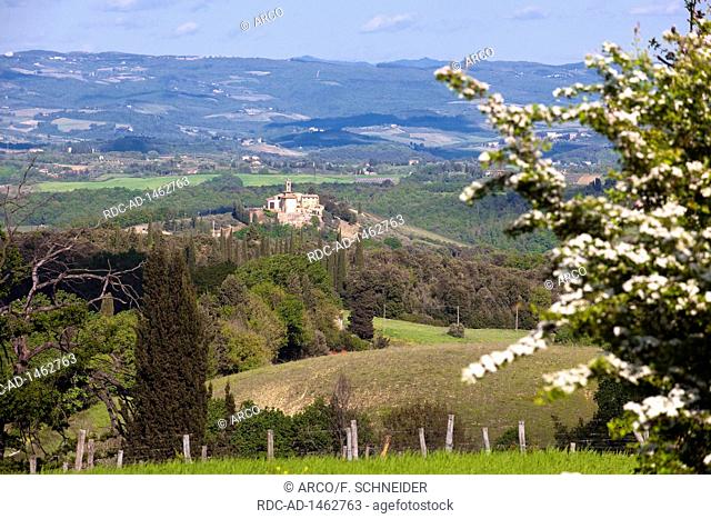 Tuscany landscape with cypresses and olive trees, Tuscany, Italy, Europe, Cupressus sempervirens, , Olea europaea