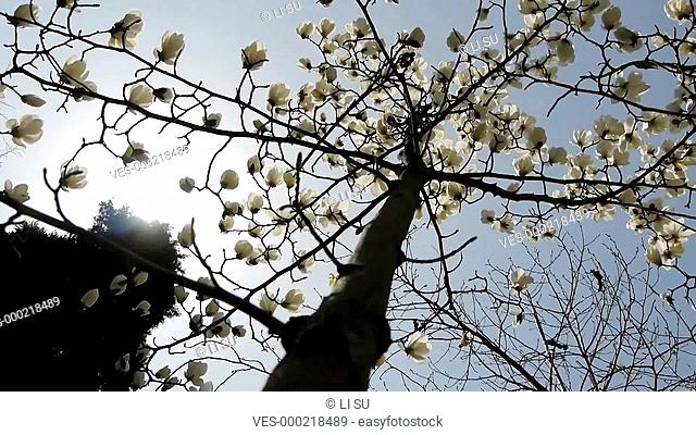 Beautiful magnolia bloom in sunshine